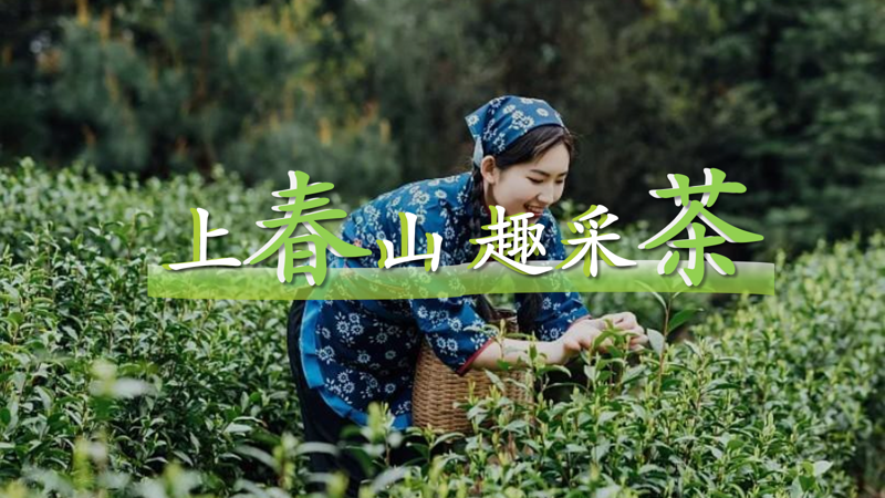 成都團建|采茶團建1日，上春山趣采茶
